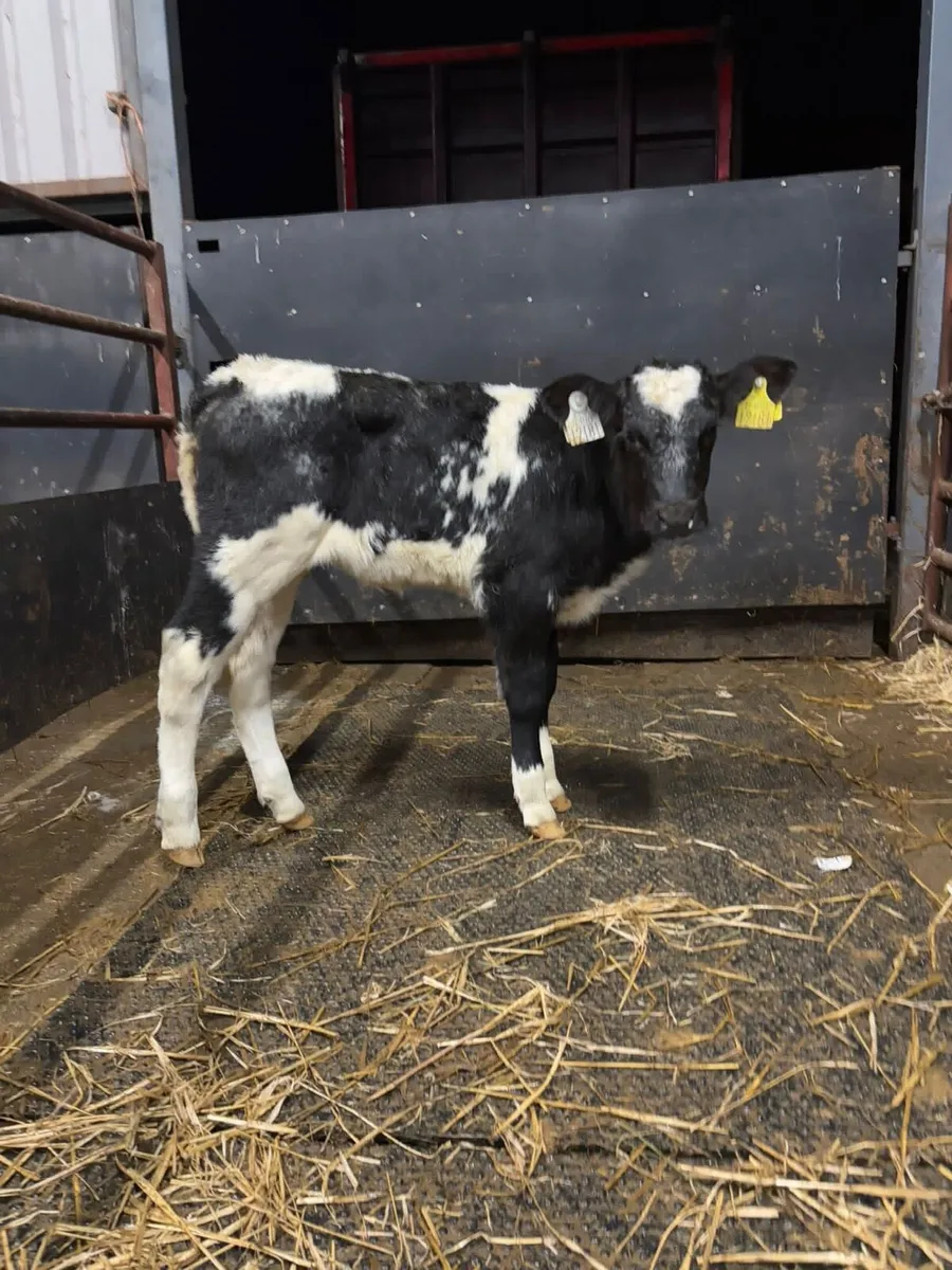 Top Quality Limousin Calves for sale - Image 3
