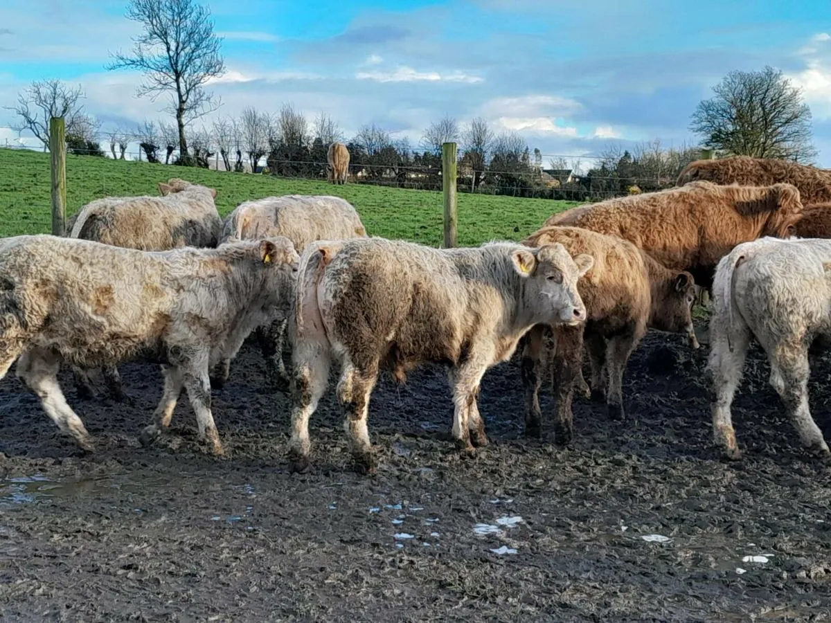 15 Smashing Charlaois bullocks - Image 2