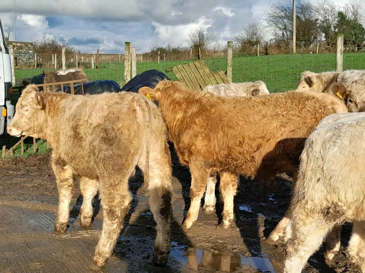 15 Smashing Charlaois bullocks - Image 1