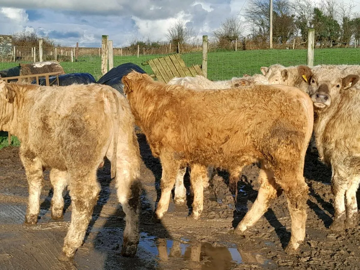 15 Smashing Charlaois bullocks - Image 3