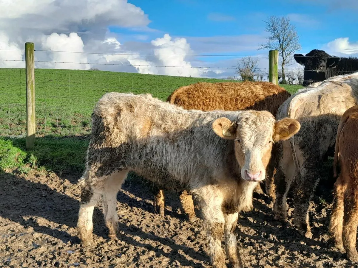 15 Smashing Charlaois bullocks - Image 4