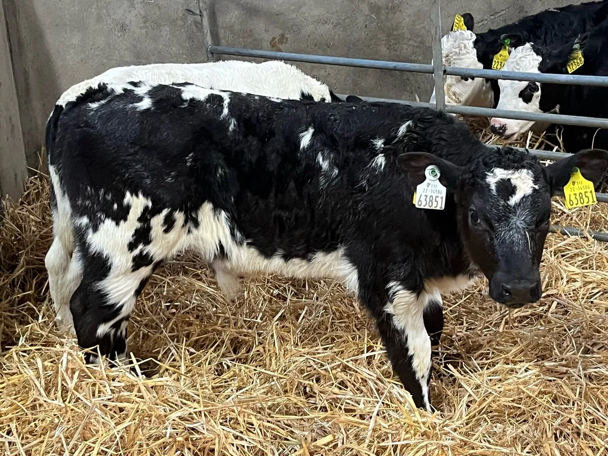 Super BB Bull Calves - Image 1