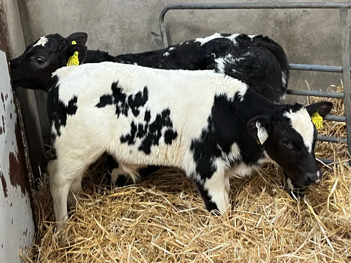 Super BB Bull Calves - Image 2