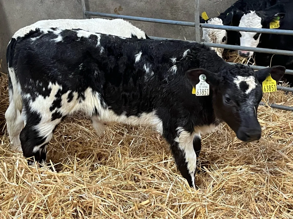 Super BB Bull Calves - Image 3