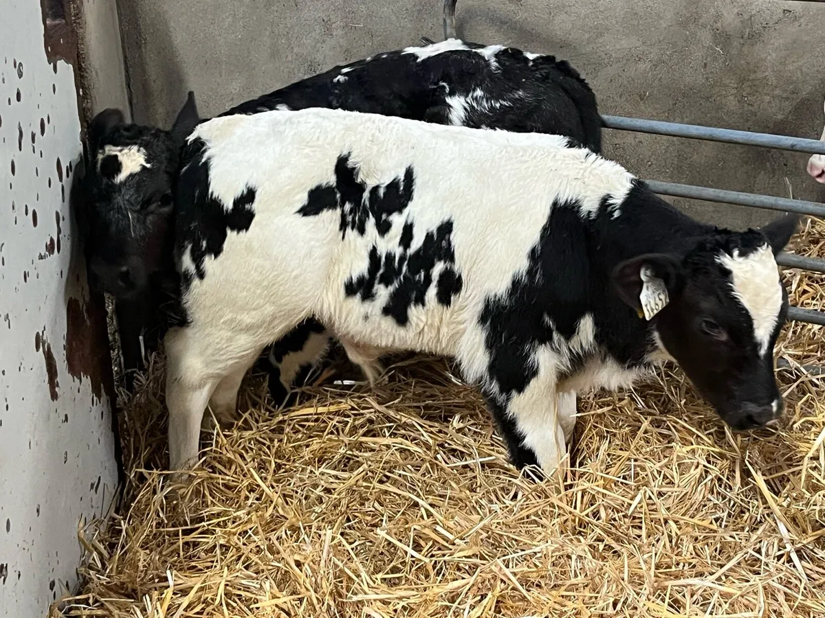 Super BB Bull Calves - Image 4