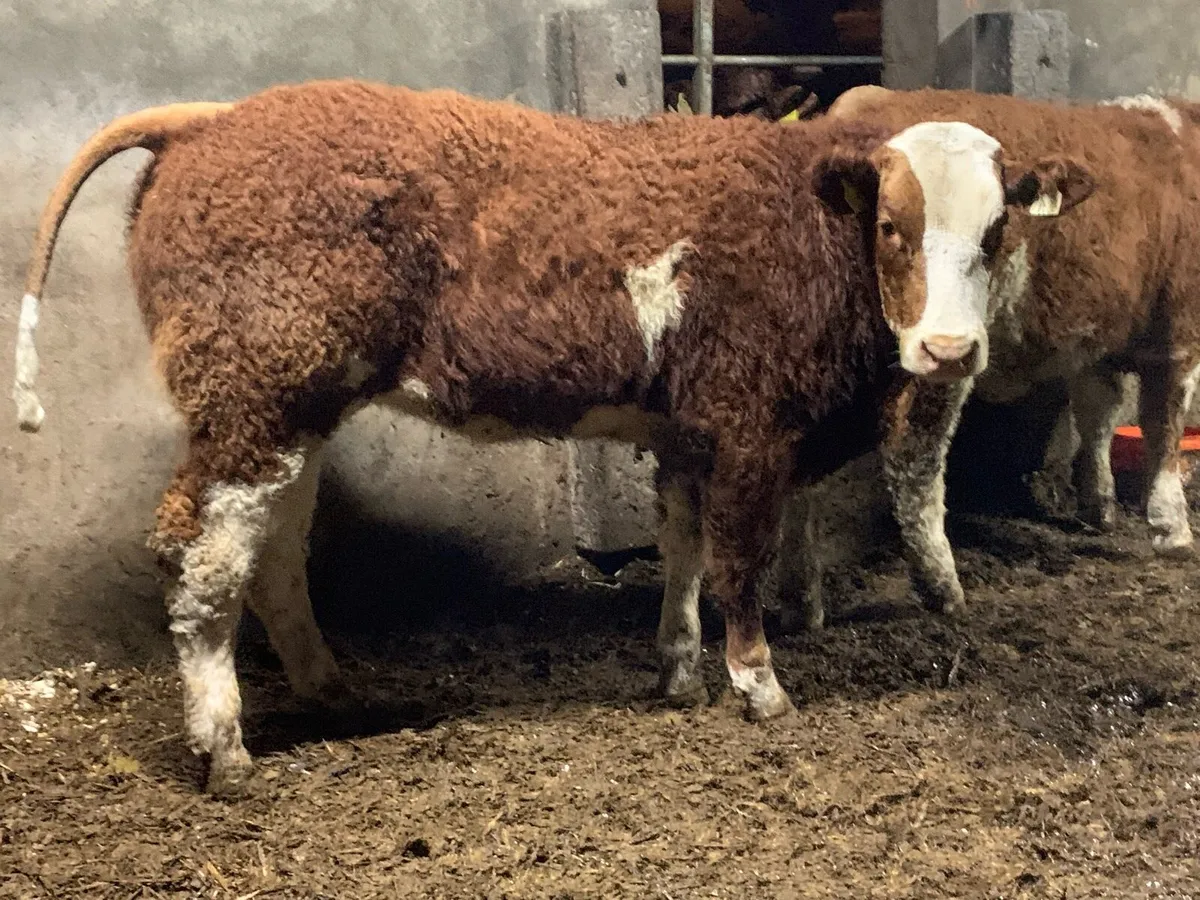 Two 4 star Simental heifers purebred - Image 1