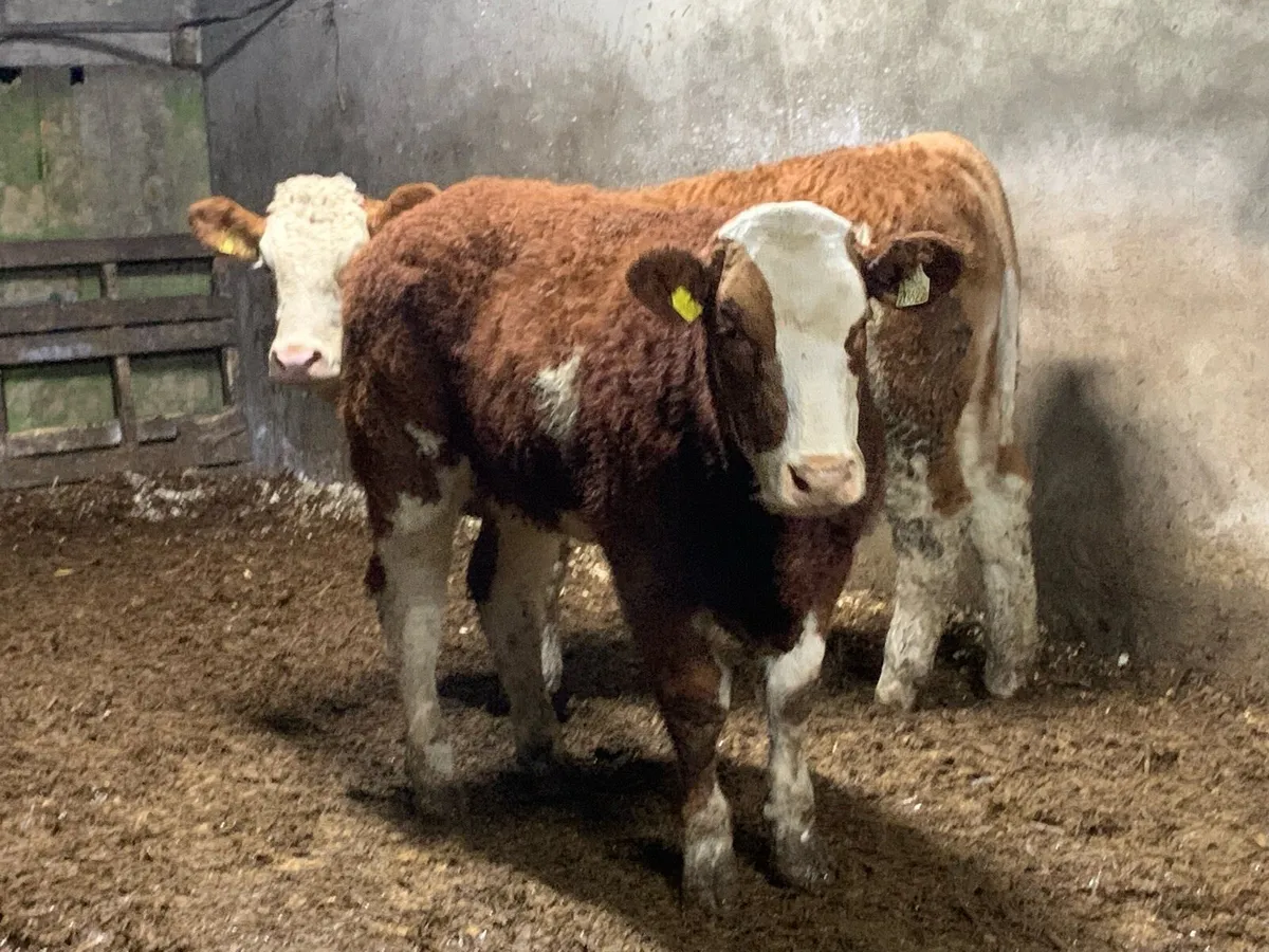 Two 4 star Simental heifers purebred - Image 2