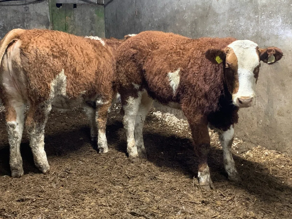 Two 4 star Simental heifers purebred - Image 4