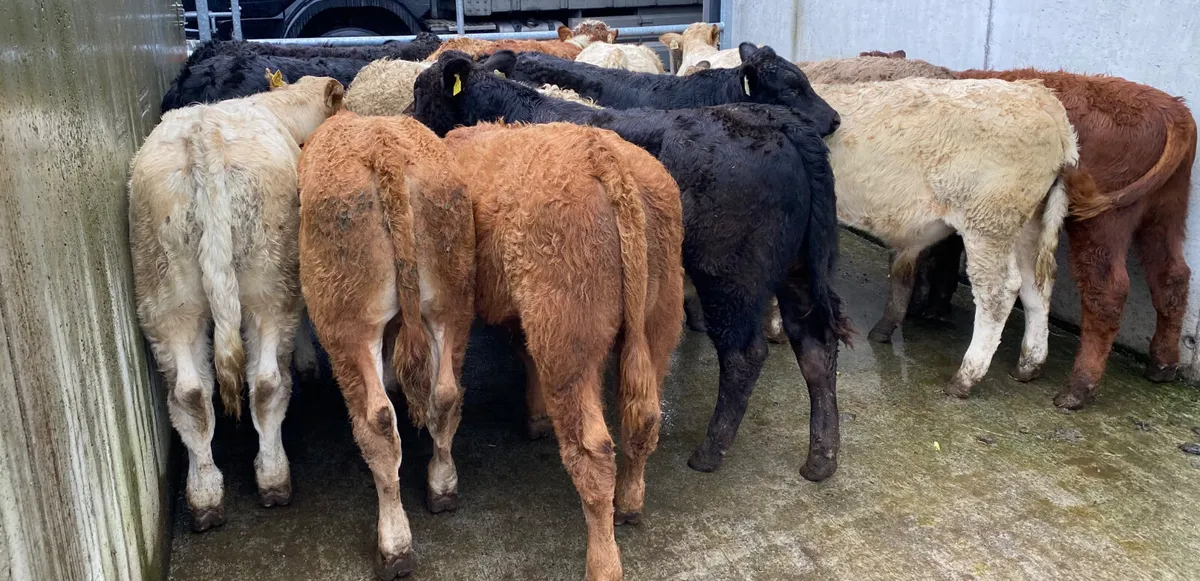 BULLOCKS•HEIFERS•BULLS•CALVES - Image 2