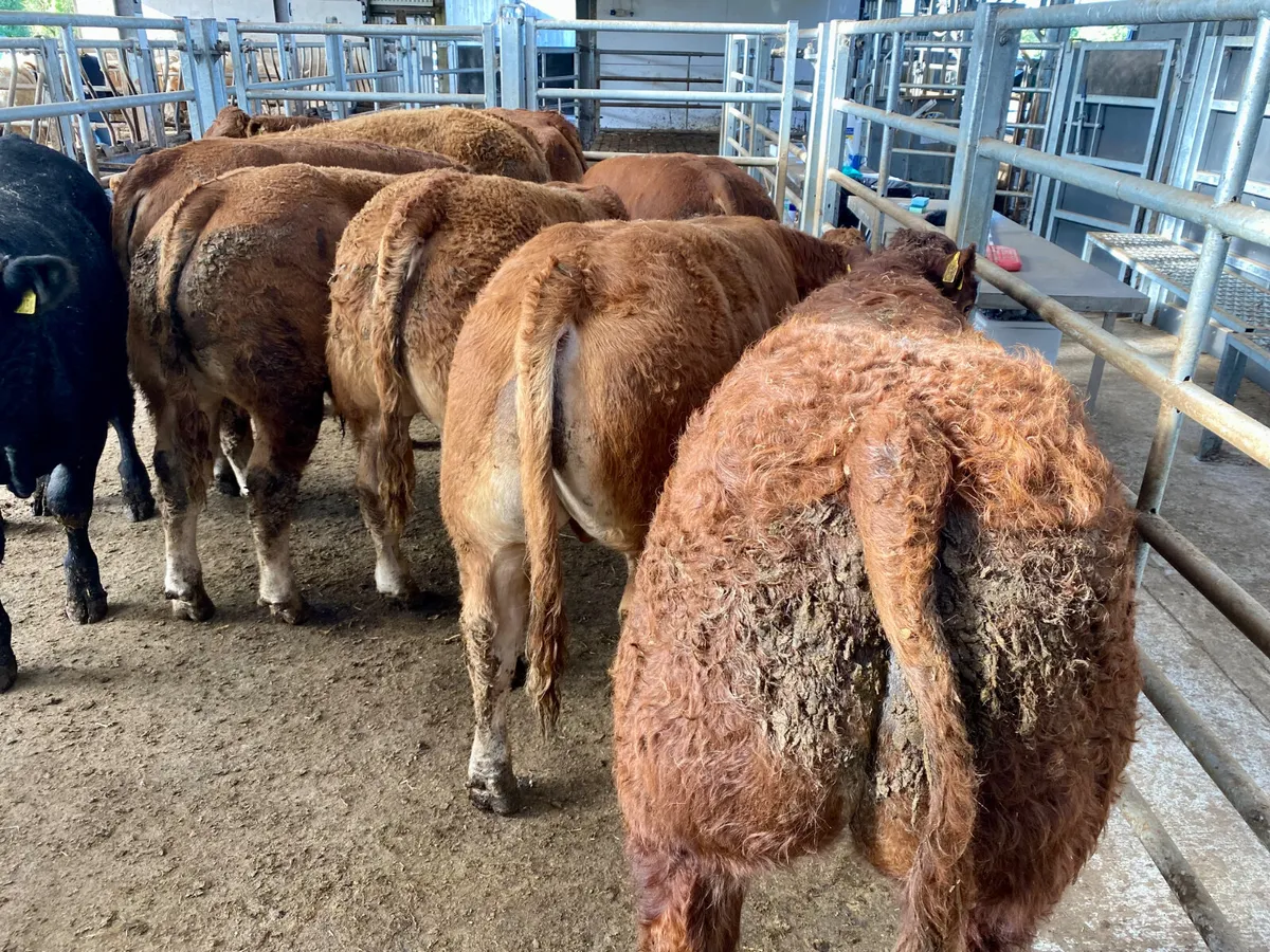 BULLOCKS•HEIFERS•BULLS•CALVES - Image 3