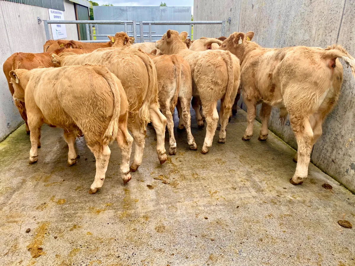 BULLOCKS•HEIFERS•BULLS•CALVES - Image 1