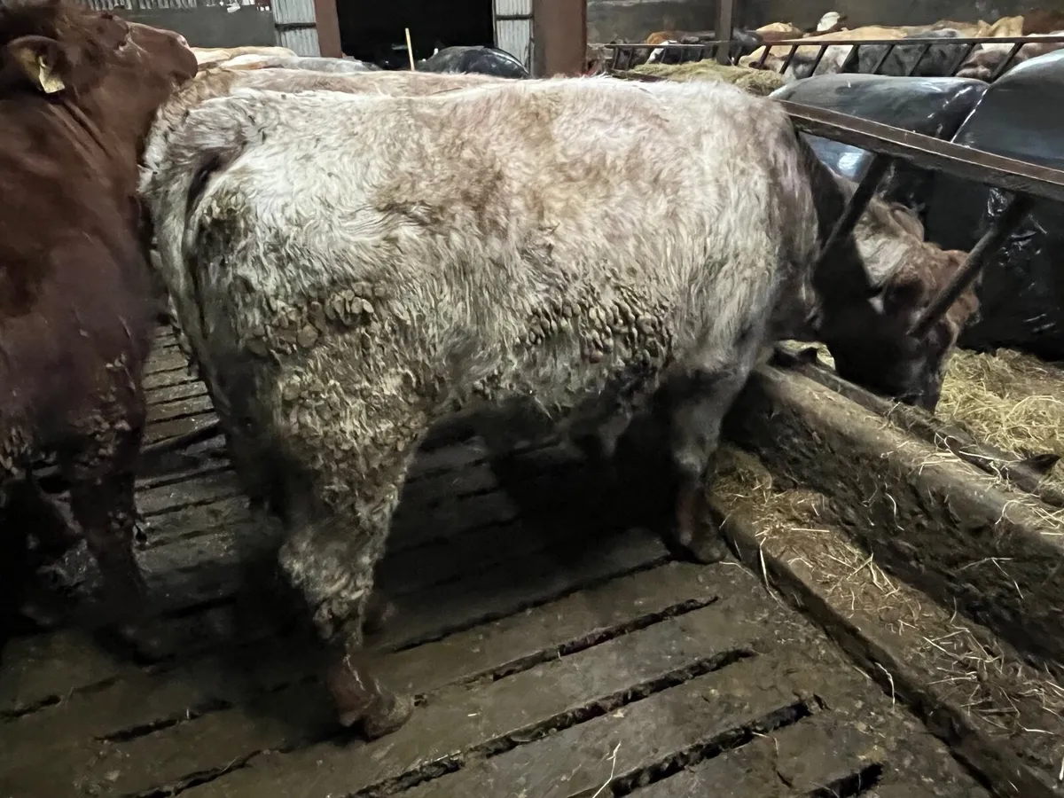Roan  shorthorn heifer - Image 3