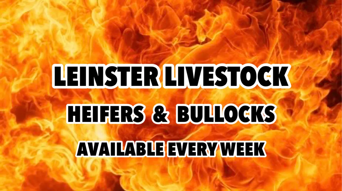 Smashing Charolais Bullocks / Heifers - Image 1