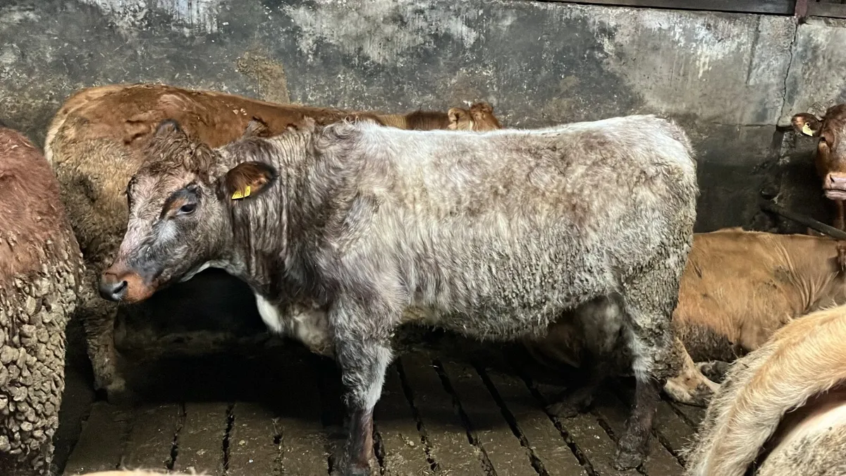 Roan  shorthorn heifer - Image 4