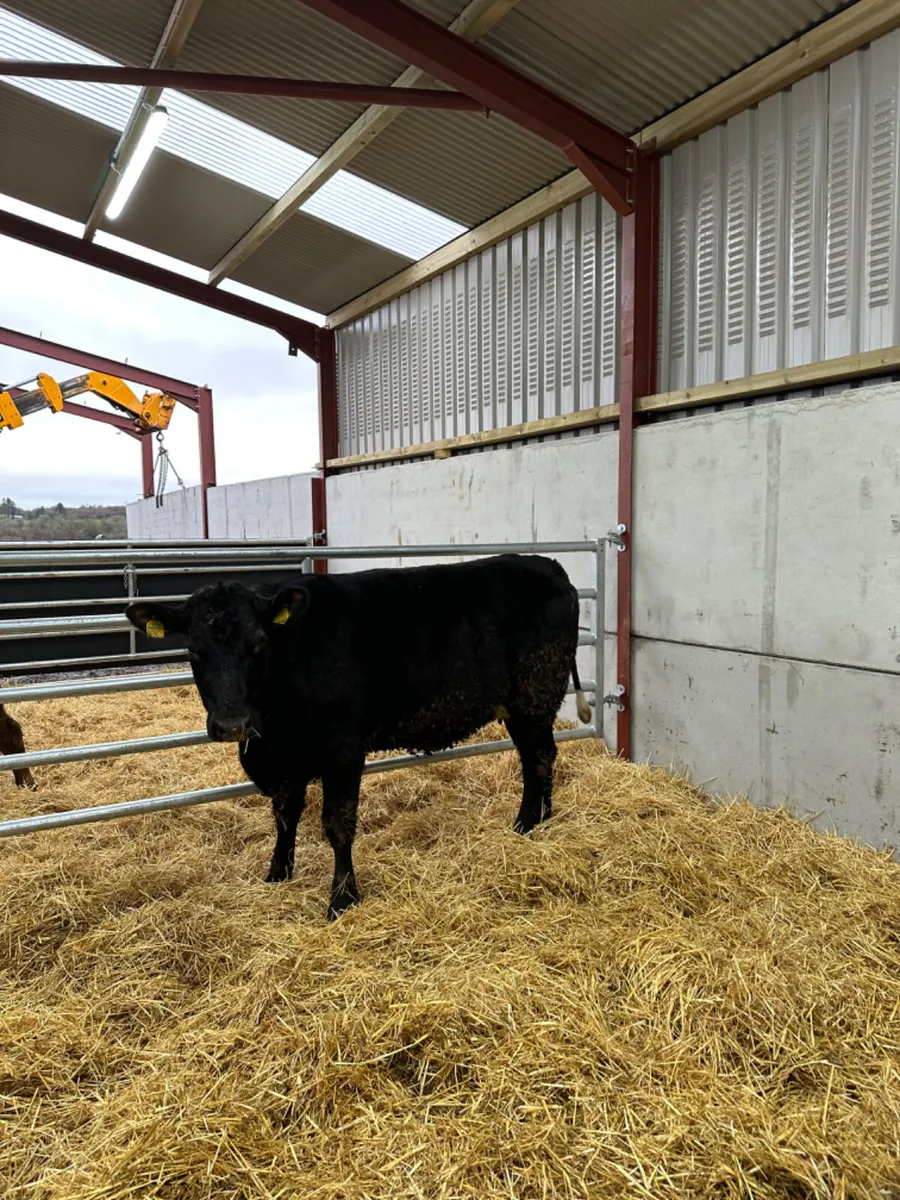 Springing Angus heifer - Image 1