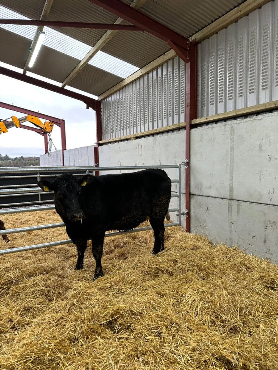 Springing Angus heifer - Image 2