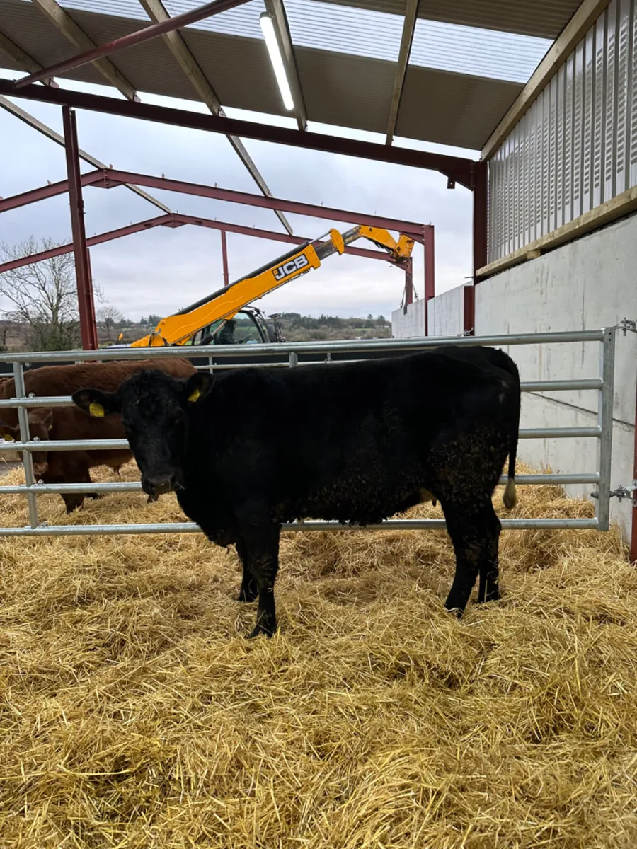 Springing Angus heifer - Image 4