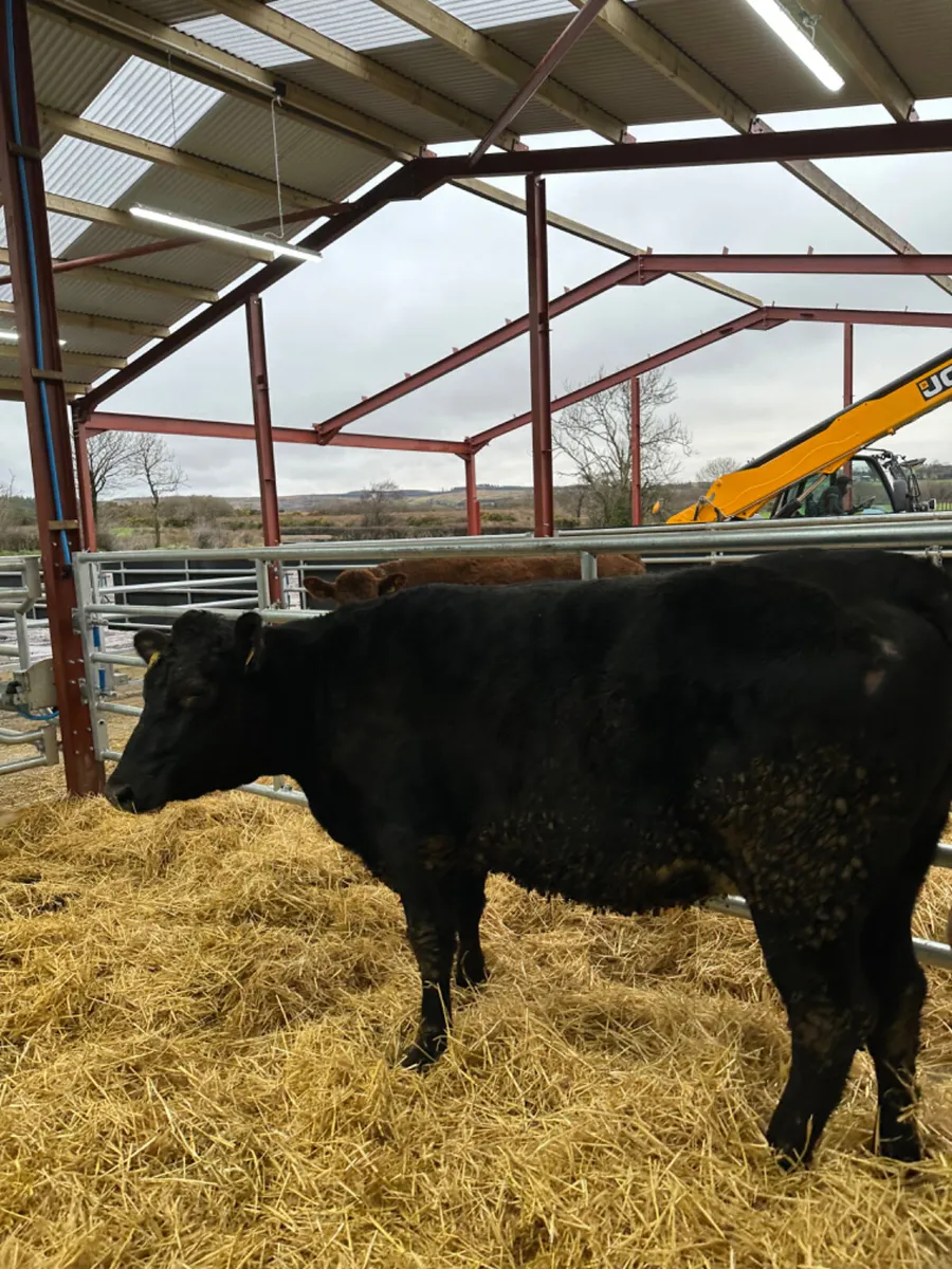 Springing Angus heifer - Image 3