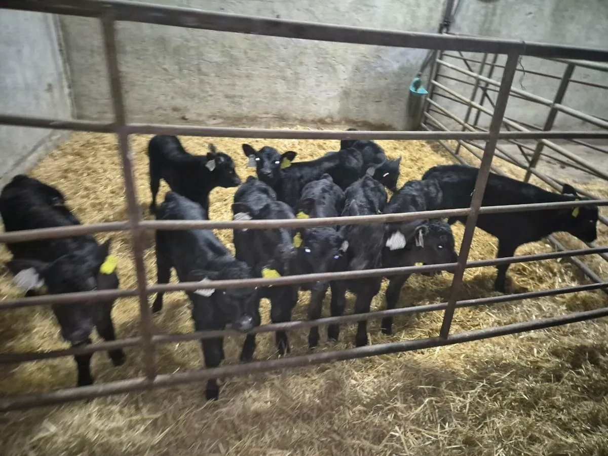 Angus calves - Image 1