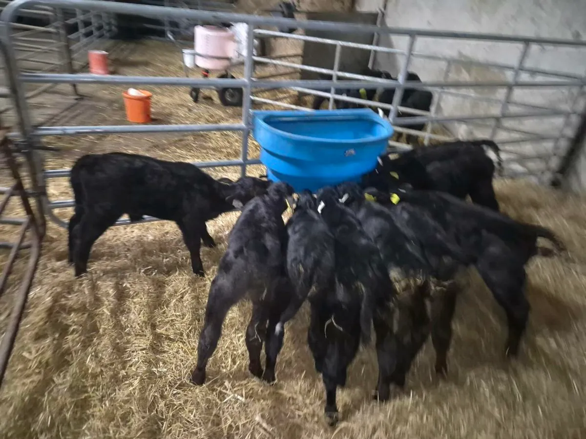 Angus calves - Image 2