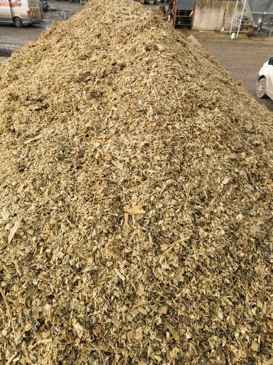 Maize 🌽 - Image 1