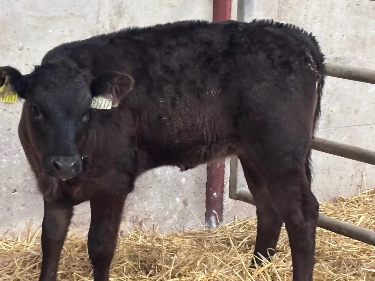2 super top quality heifer calves for sale - Image 3