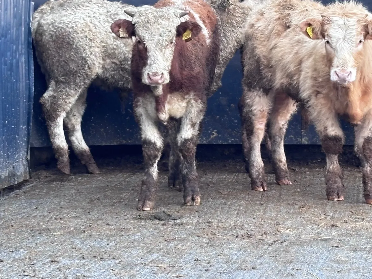 4 top quality outlying bullocks for sale - Image 2