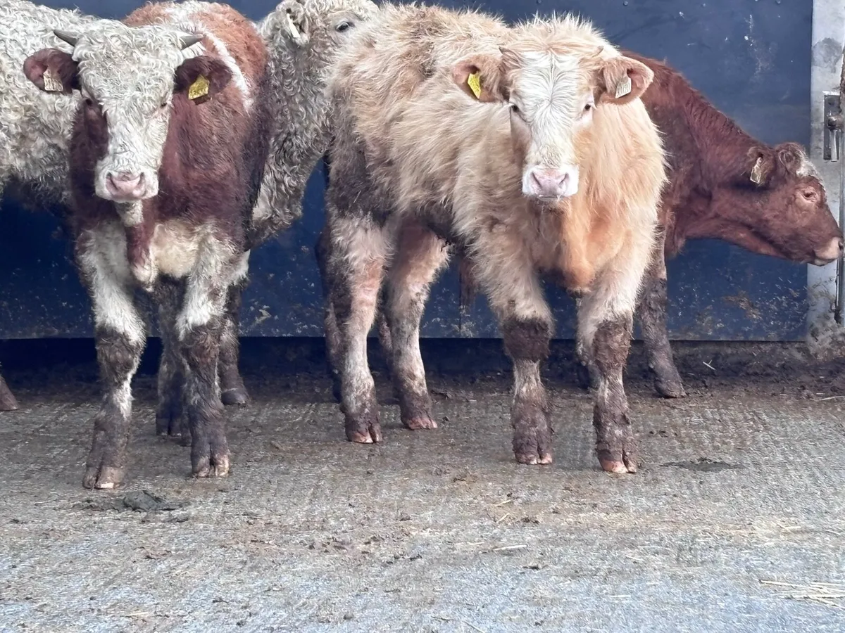 4 top quality outlying bullocks for sale - Image 3