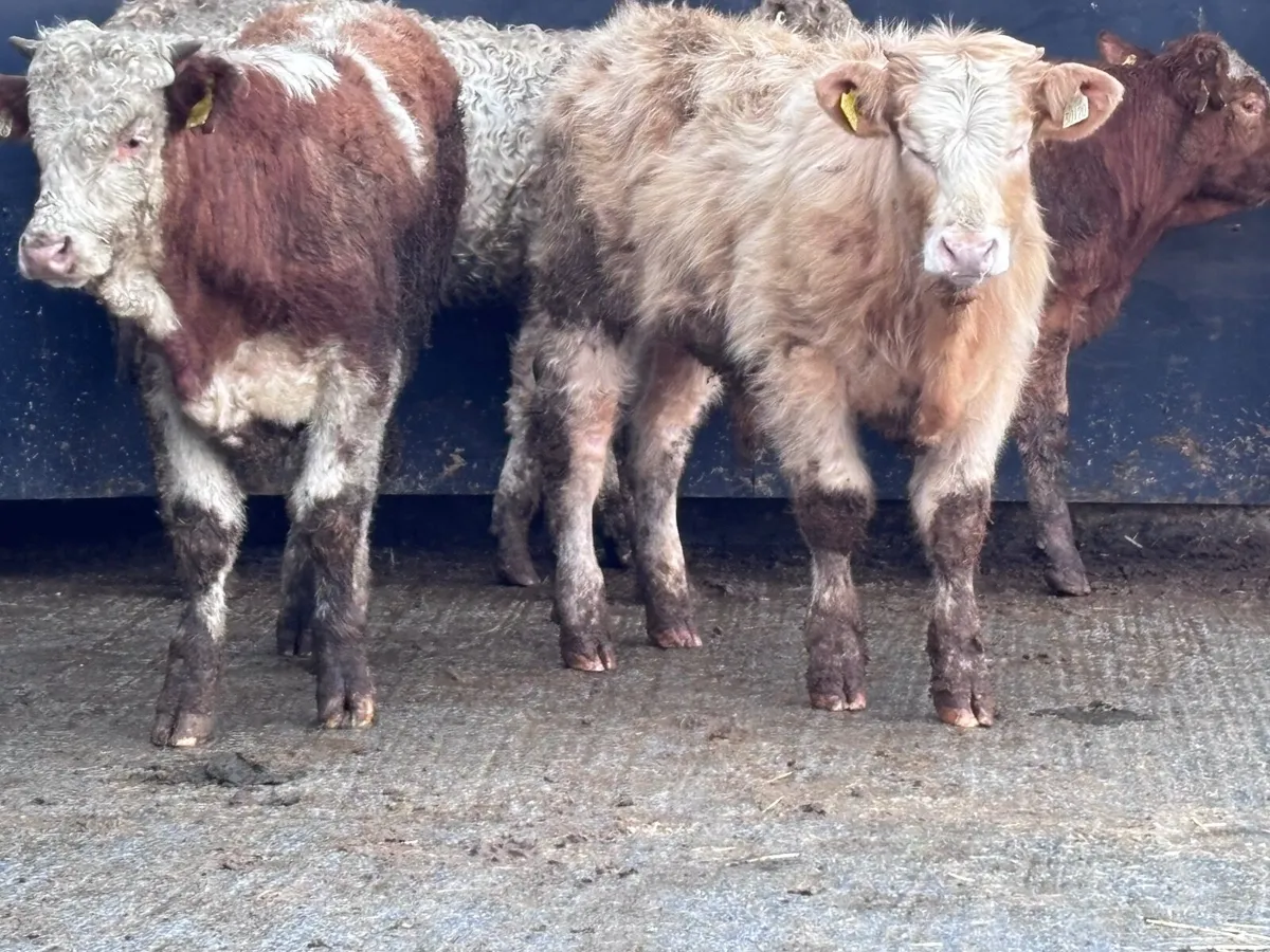 4 top quality outlying bullocks for sale - Image 4