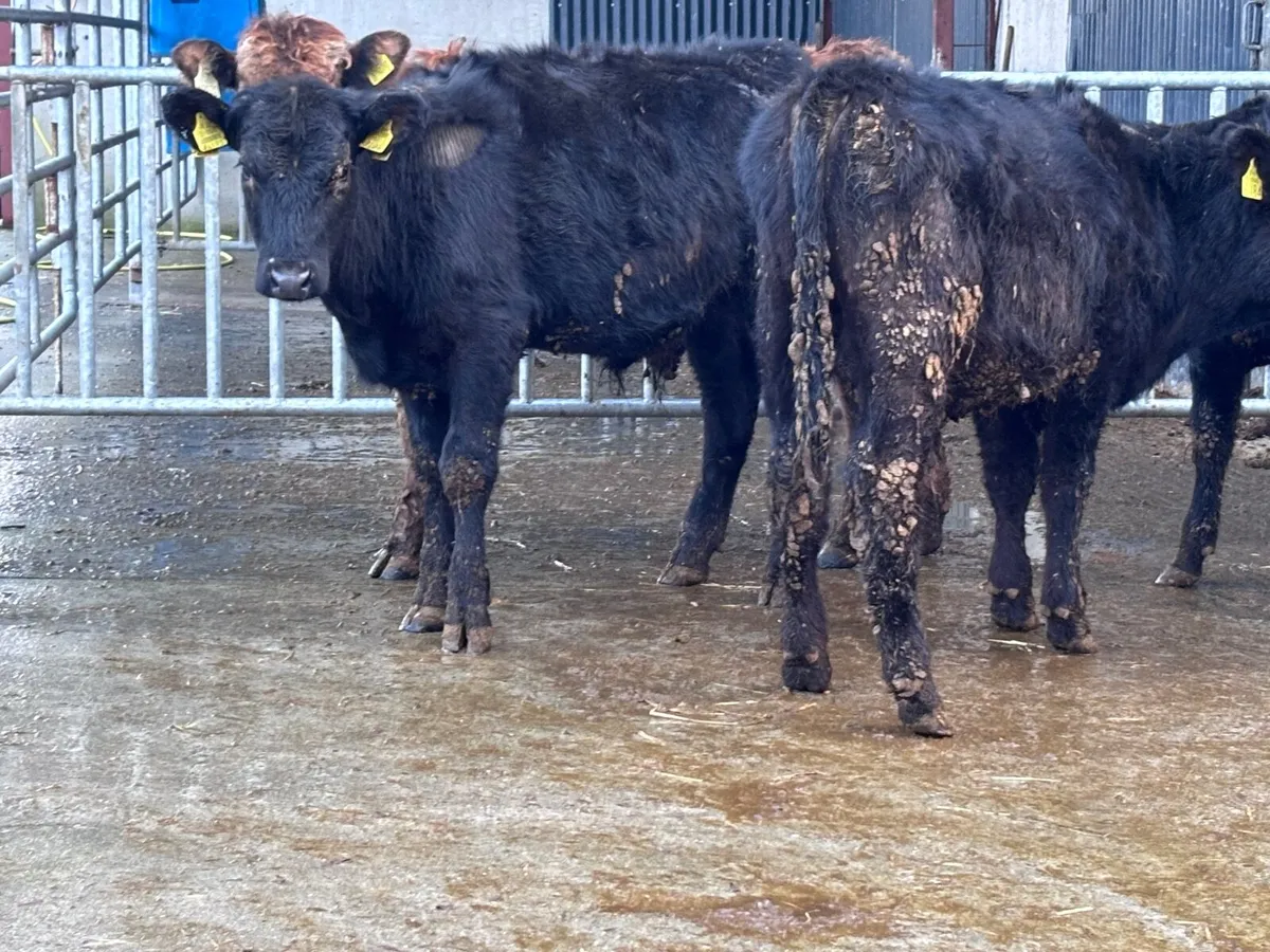 4 Angus & aubrac bull Weanlings for sale - Image 1