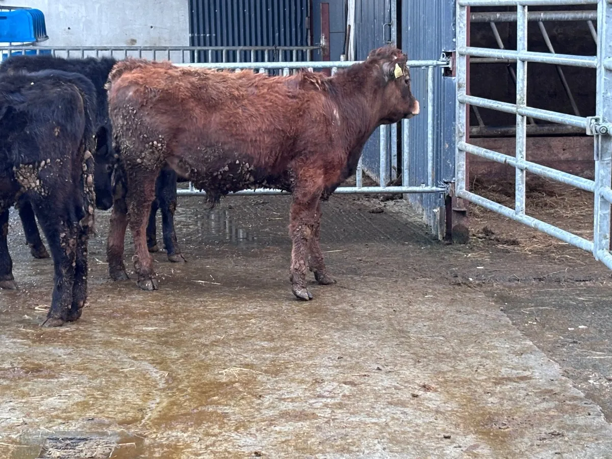 4 Angus & aubrac bull Weanlings for sale - Image 2