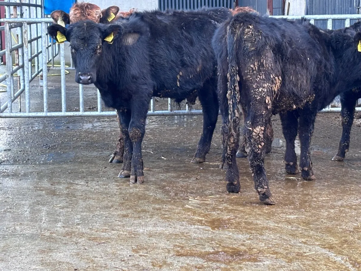 4 Angus & aubrac bull Weanlings for sale - Image 4