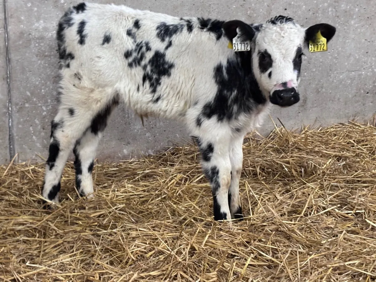 Belgium blue bull calf for sale - Image 1