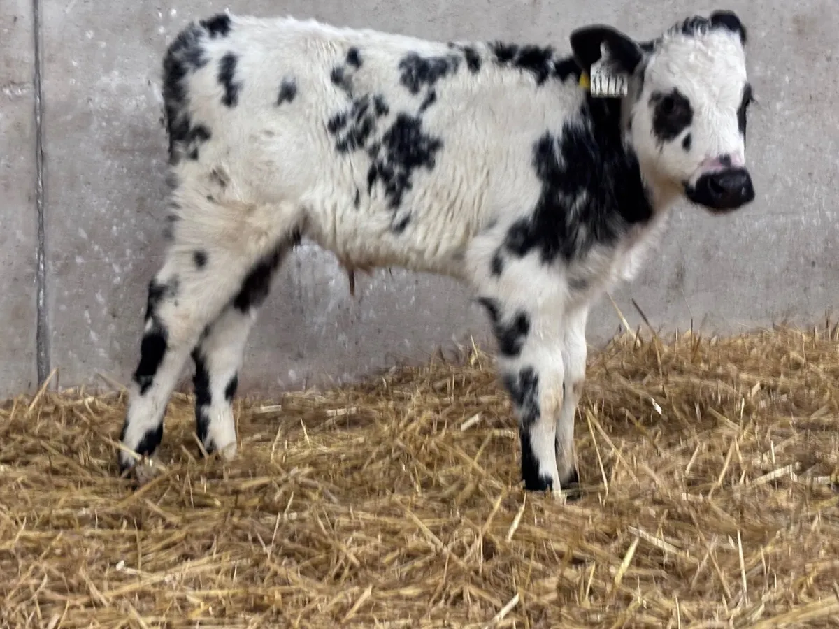Belgium blue bull calf for sale - Image 2
