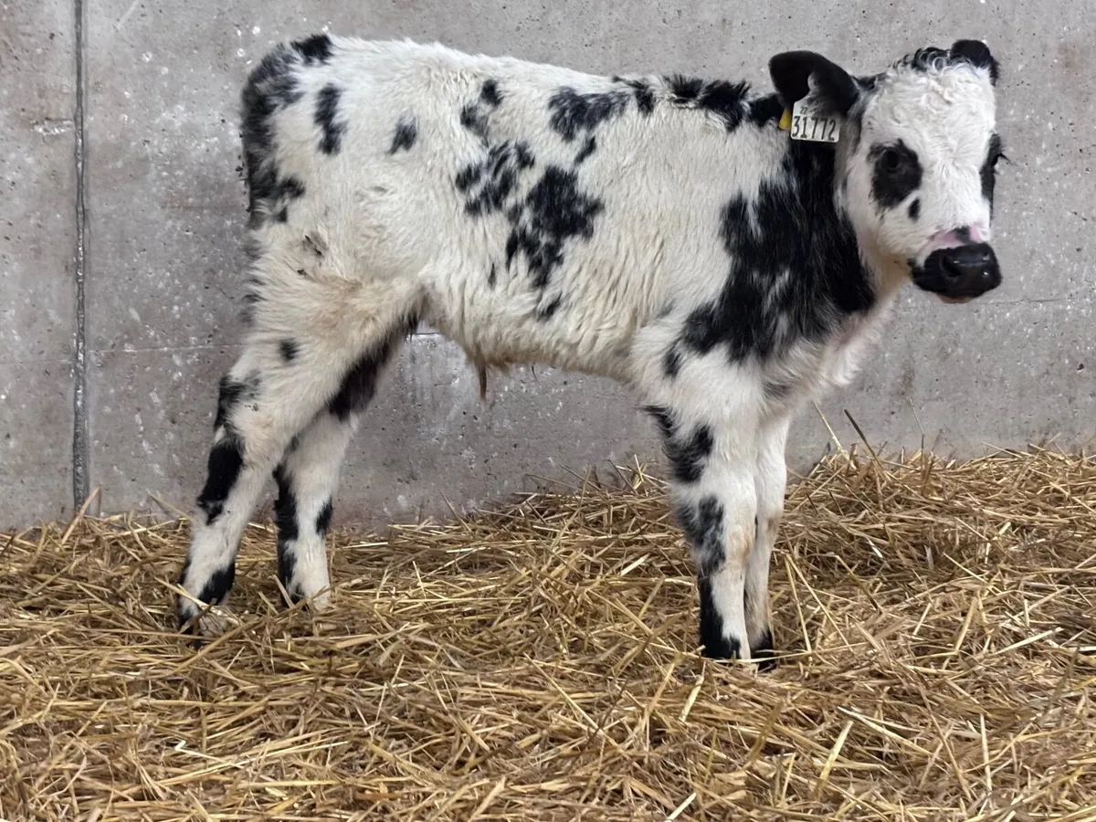Belgium blue bull calf for sale - Image 3