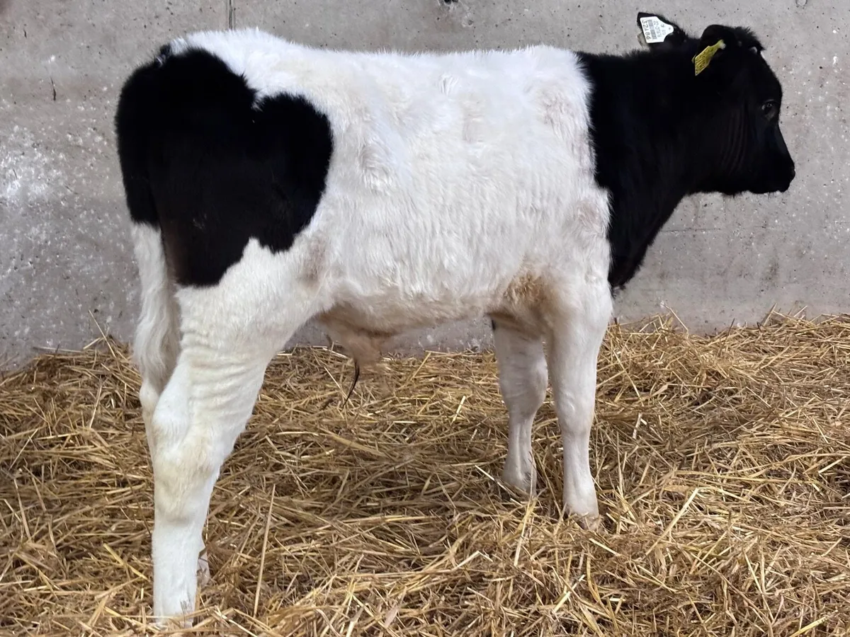 2 bull Weanlings for sale @€685 - Image 3