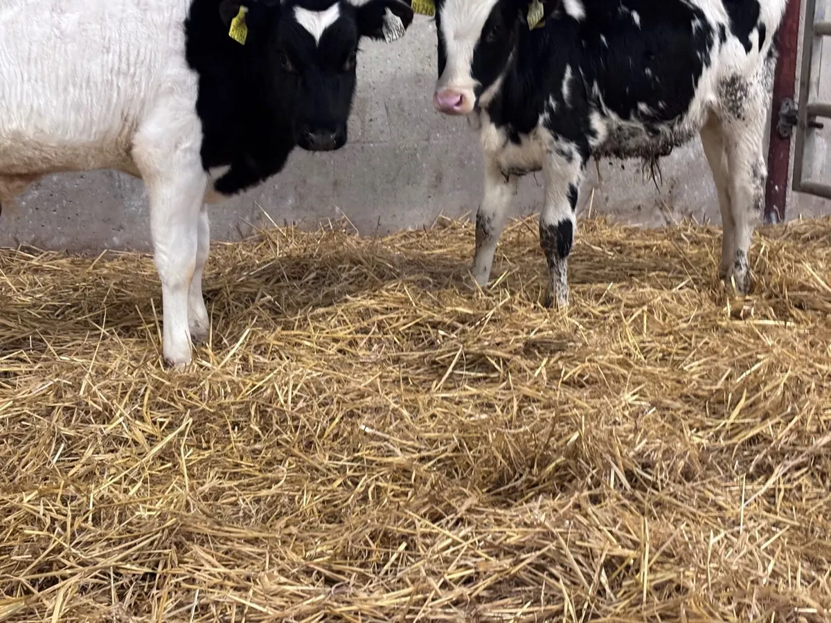 2 bull Weanlings for sale @€685 - Image 4