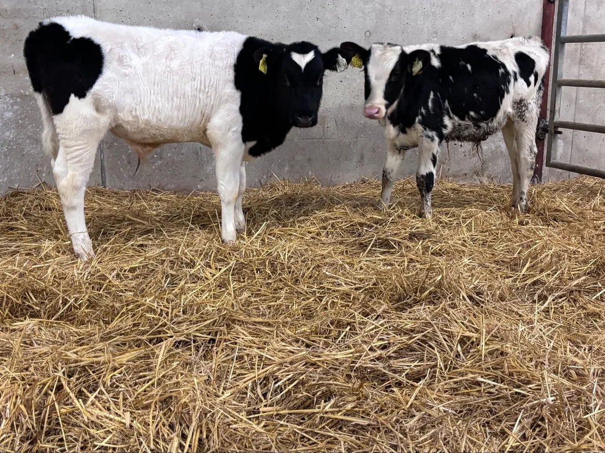 2 bull Weanlings for sale @€685 - Image 1