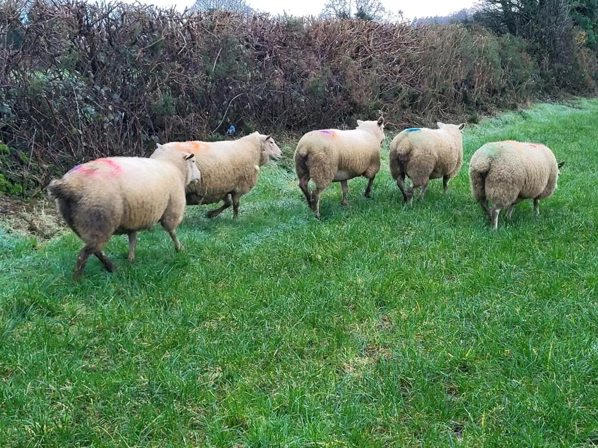 5 Texel X In Lamb Ewes - Image 4