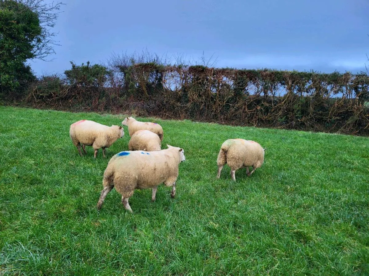 5 Texel X In Lamb Ewes - Image 1