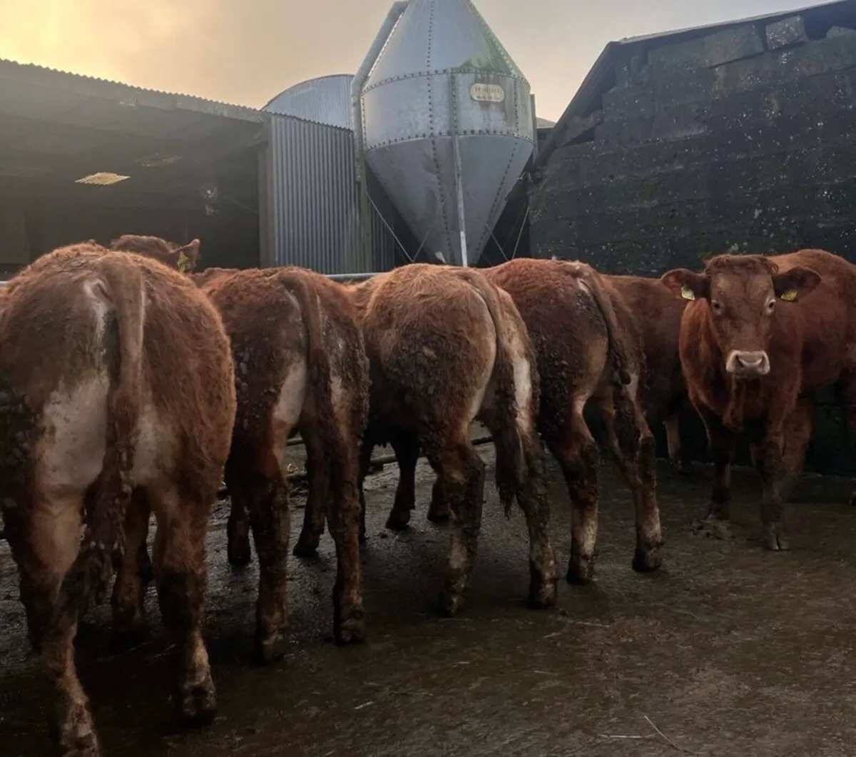 Gort Mart: Thurs 12th Feb: special sale - Image 3