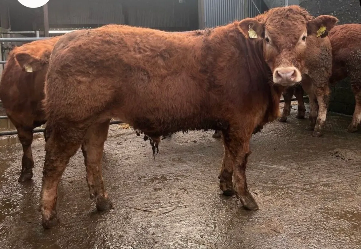 Gort Mart: Thurs 12th Feb: special sale - Image 4