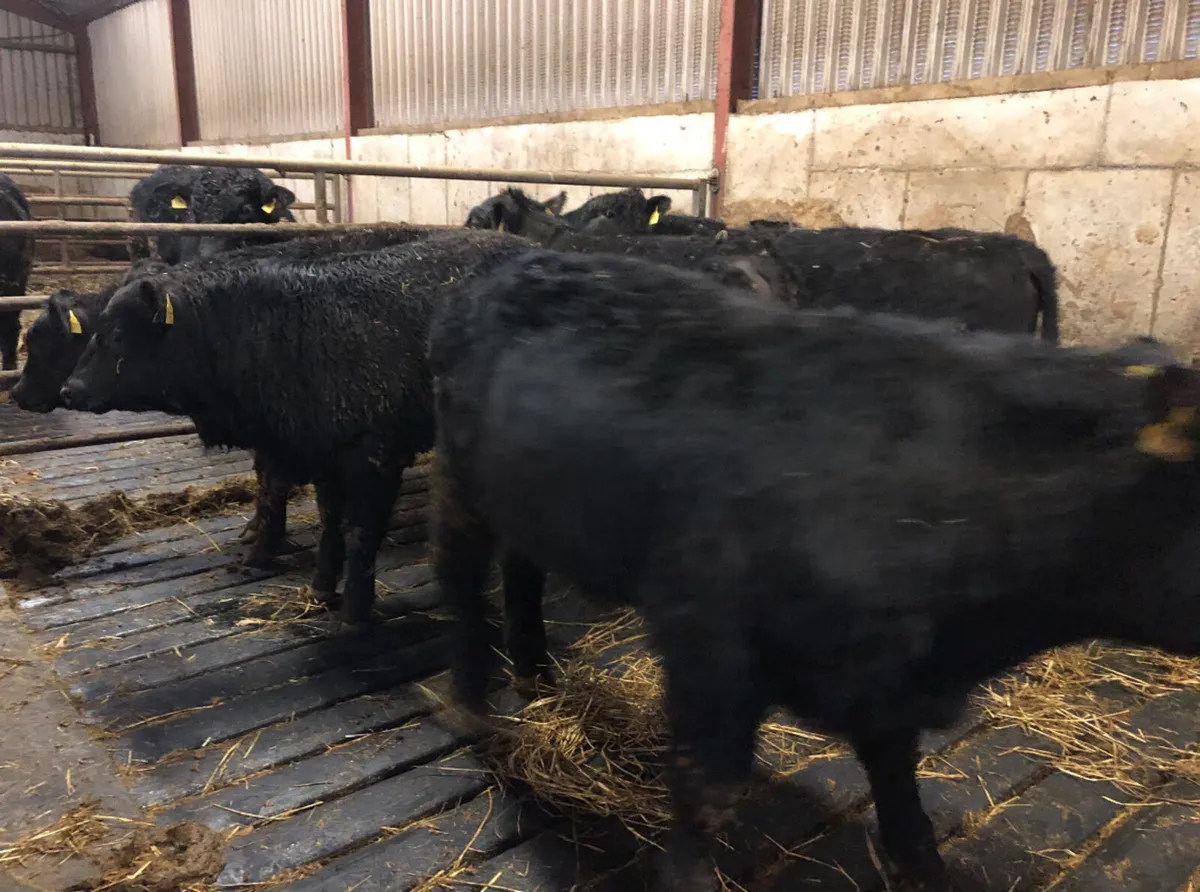 Pedigree Angus Heifers 5 ⭐️⭐️⭐️⭐️⭐️ - Image 1