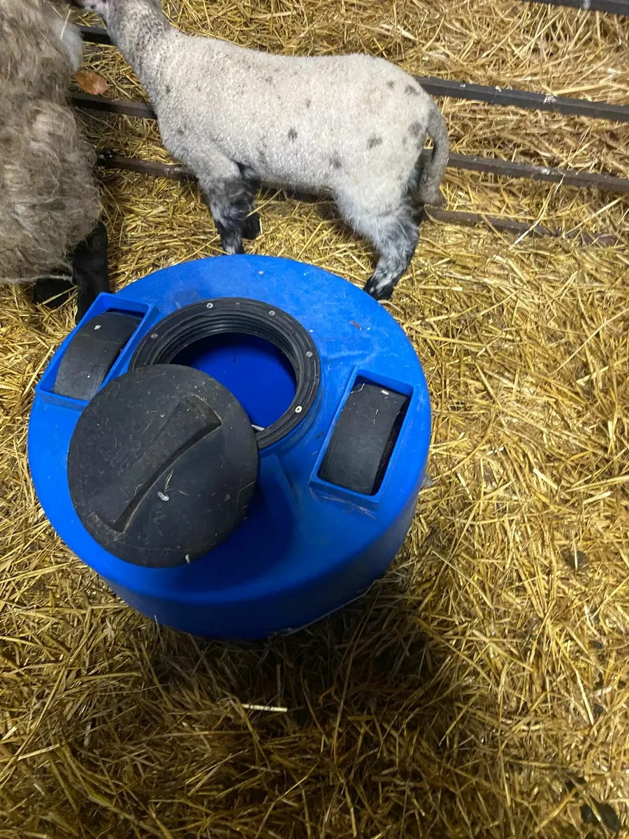 Sheep equipment - Image 1