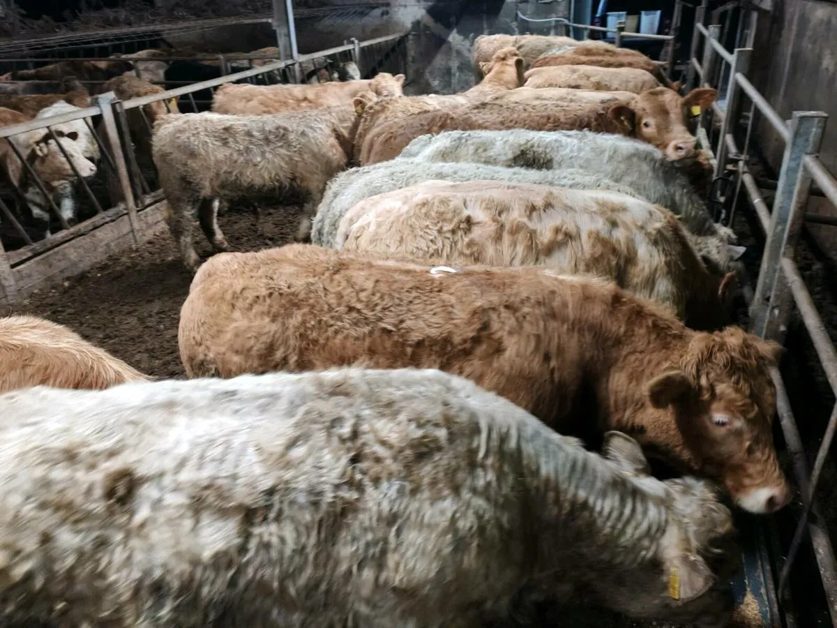 20 Grass  Bullock's. - Image 4