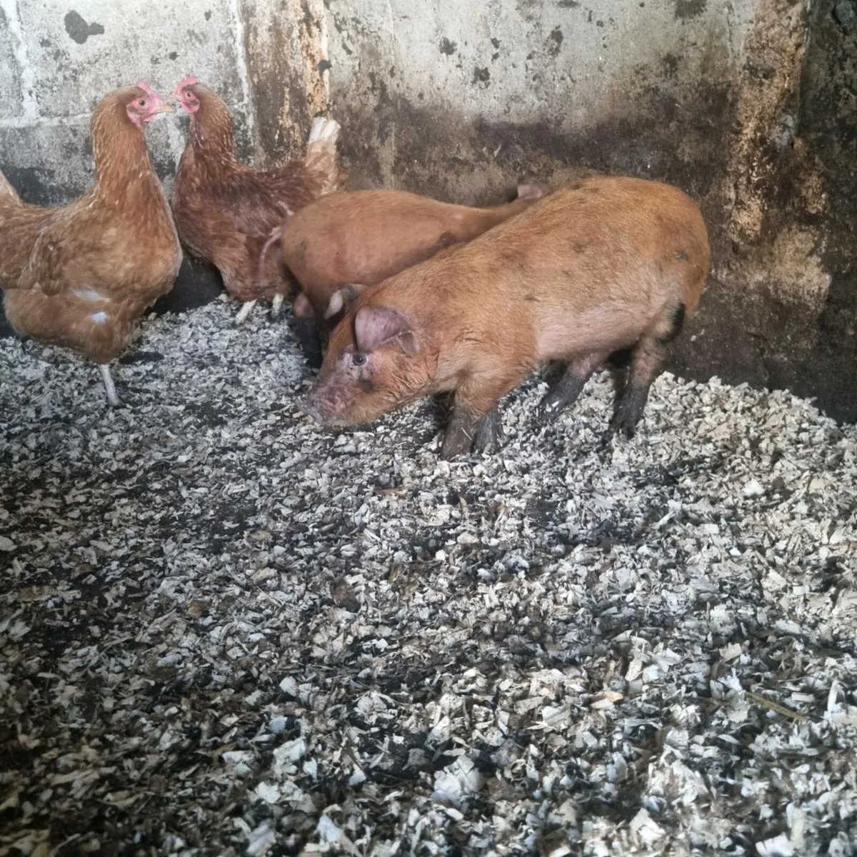 Piglets for sale - Image 3