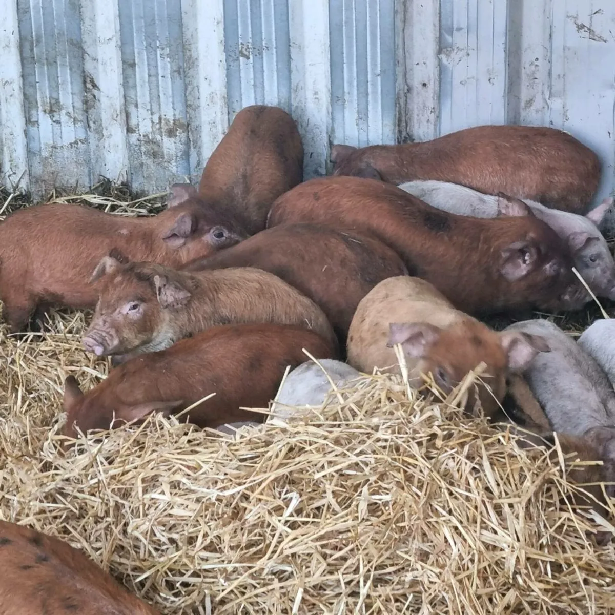 Piglets for sale - Image 1