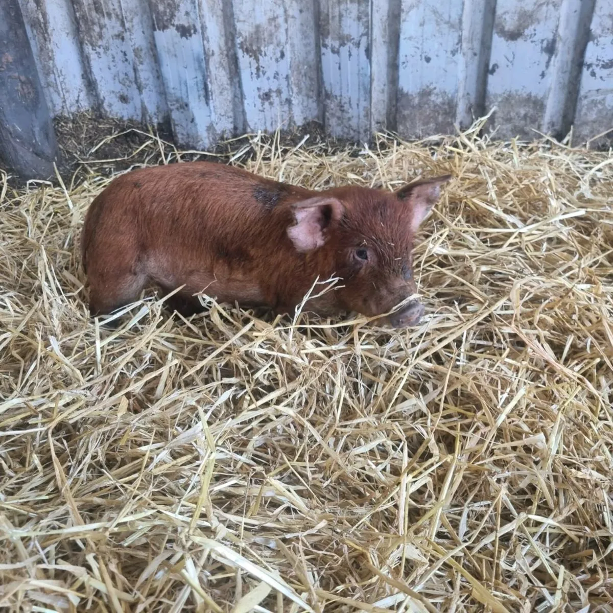 Piglets for sale - Image 4