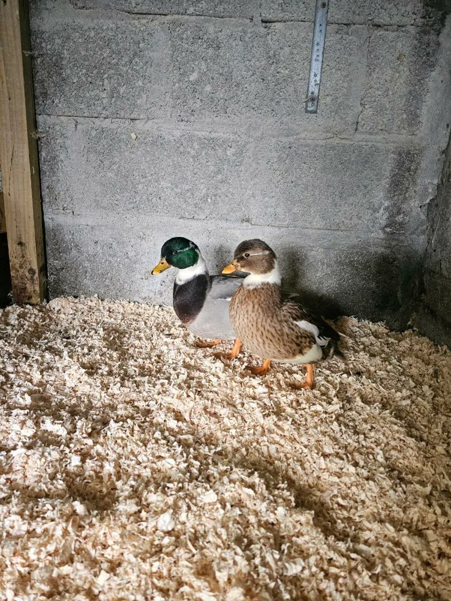 Call ducks,cochins,Japanese bantams - Image 1