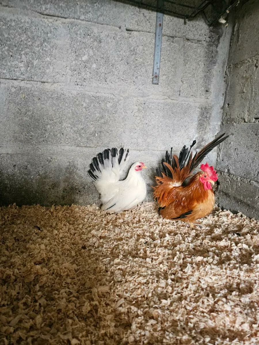 Call drake+Japanese bantams - Image 2